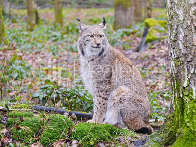 Luchse (Lynx)