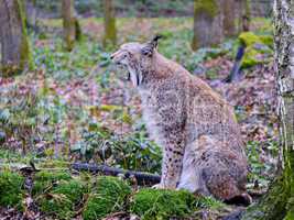 Luchse (Lynx)