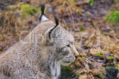 Luchse (Lynx)