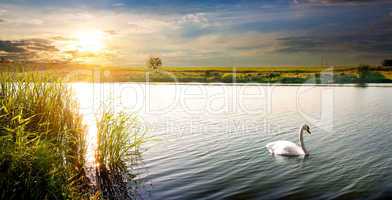 Swan at sunset