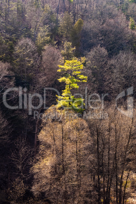 Single green tree in forest