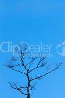 Top of bare tree on clear blue sky