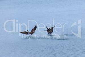Two Canada geese landing on water