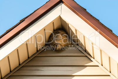 Paper wasp nest on triangular roof siding