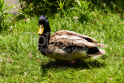 Male mallard duck on grass