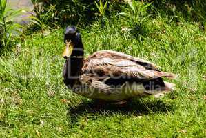 Male mallard duck on grass