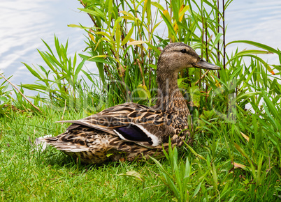 Smiling female mallard duck on grass