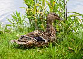 Smiling female mallard duck on grass