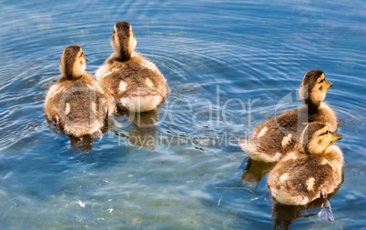 Four cute ducklings swimming away