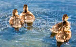 Four cute ducklings swimming away
