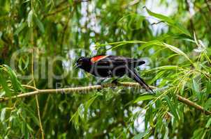 Single red-winged blackbird squawking