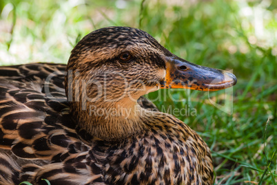 Close-up of female mallard duck from side