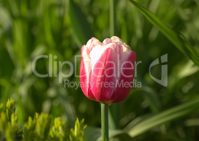 Tulpe