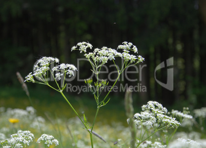 Blume Blume
