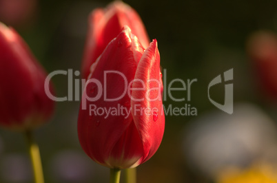 Tulpe Tulpe