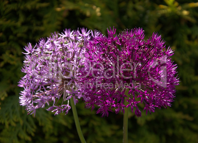 Blume Blume