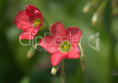 Blume Blume