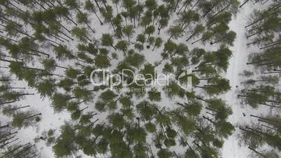 Flying Above Winter Forest in Cloudy Weather, aerial view