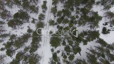 Flying Above Winter Forest in Cloudy Weather, aerial view