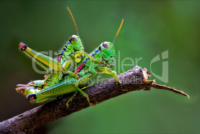 true love of grasshoppers