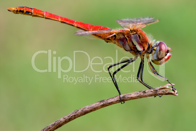 Sympetrum Fonscolombii