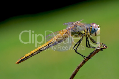 yellow dragonfly