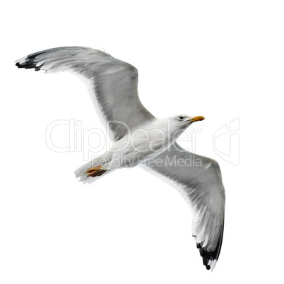 seagull isolated on white background