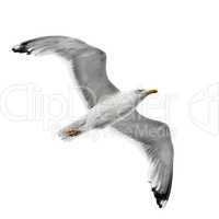 seagull isolated on white background