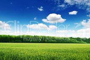 wheat field and blue sky