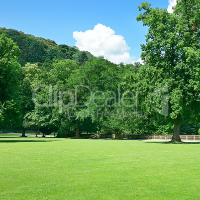 Beautiful meadow in the park