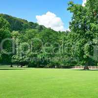 Beautiful meadow in the park