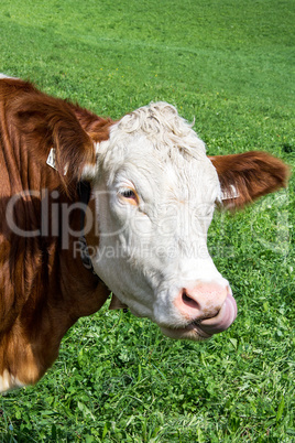 Cow on the lush green meadow