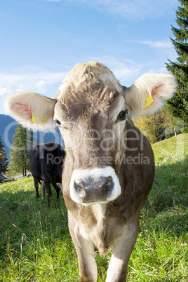 Cow on the pasture