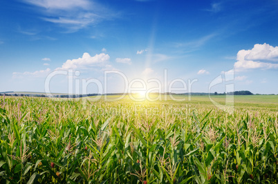 sunrise over the corn field