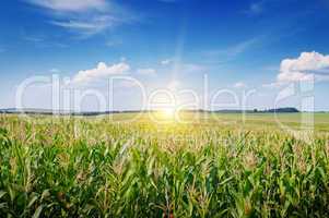 sunrise over the corn field