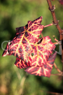 Leaf Leaf