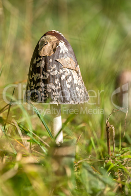 Shaggy ink cap (Coprinus comatus)