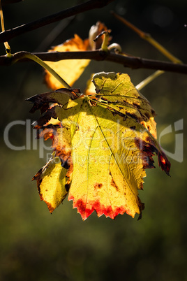 Leaf Leaf