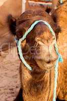 camel  in the sahara's desert