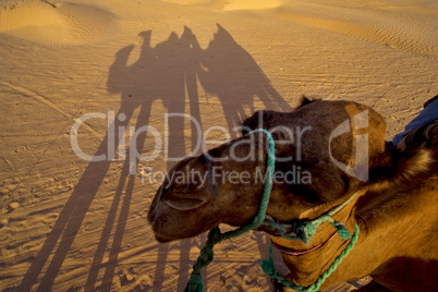 camel  in the sahara's desert