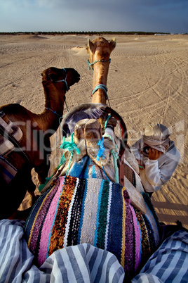 saddle in sahara