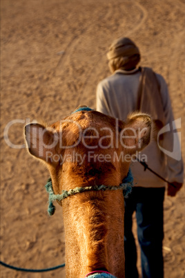 man and camel