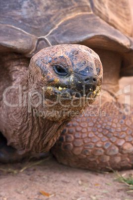 turtle  in madagascar nosy be