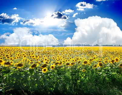 Sunflowers and sky