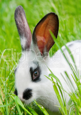 Rabbit sitting in grass, smiling at camera