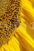 Honigbiene - Sonnenblume