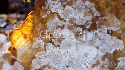 Eichenblatt mit Eis