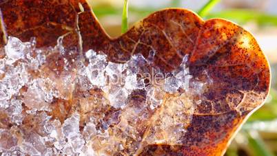 Eichenblatt mit Eis