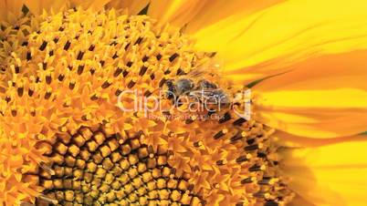 Sunflower and Bumblebee