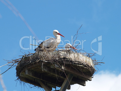 Klapperstörche im Nest